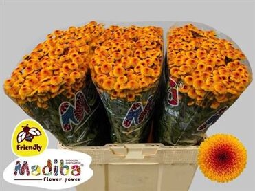 Chr S Mad Lambo Sunr