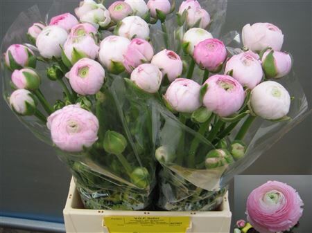 Ran Aazur Light Pink