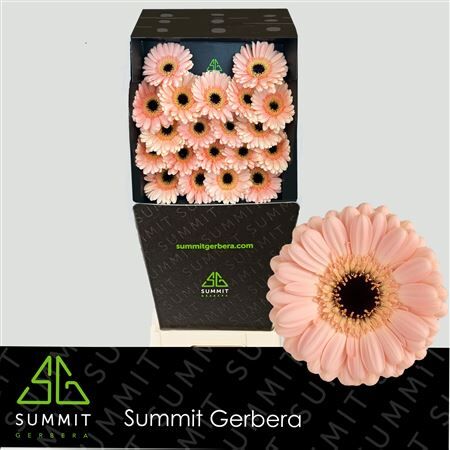 Ge Mi Espresso Diamond