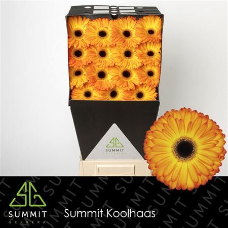 Ge Gr Catwalk Diamond