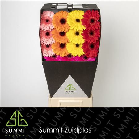 Ge Gr Mixed Black Eye Diamond