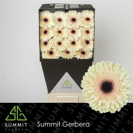 Ge Gr Eclair Diamond