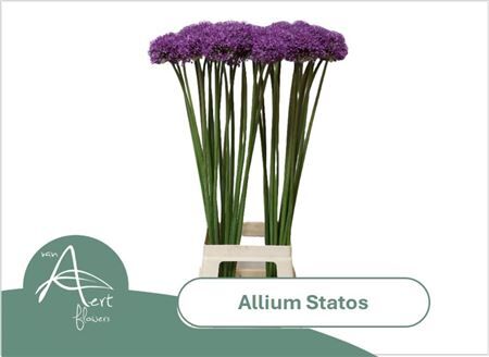 Allium Statos