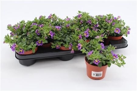 Calibrachoa Rave Blue Striped