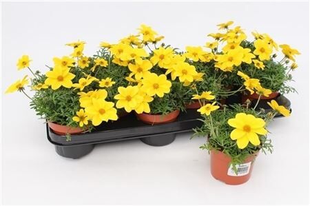 Bidens Compact
