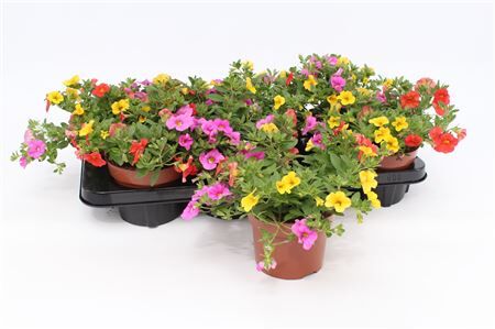 Calibrachoa Trio Candy House Or