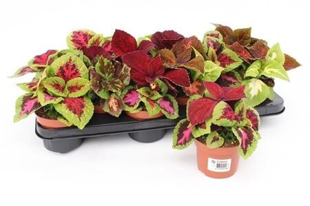 Coleus Blumei Wizard