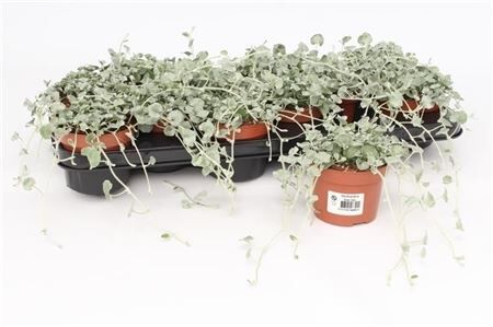 Dichondra Silver Falls