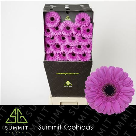 Ge Mi Dolcetto Diamond