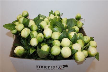 Paeo L Bridal Shower