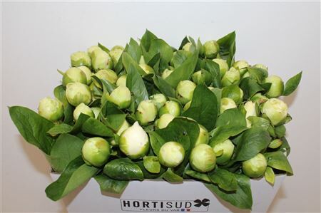 Paeo L Bridal Shower