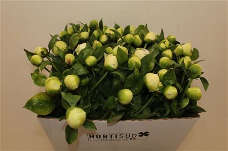 Paeo L Bridal Shower