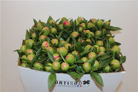 Paeo L Pink Hawaiian Coral