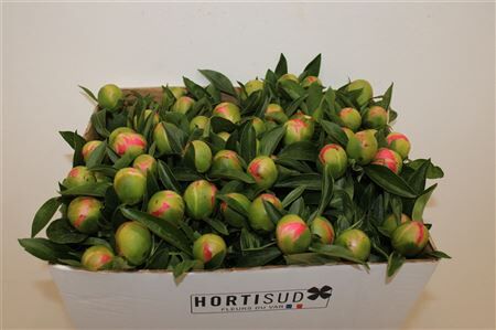 Paeo L Pink Hawaiian Coral