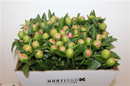 Paeo L Pink Hawaiian Coral