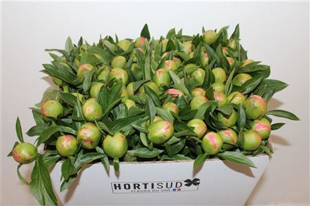 Paeo L Pink Hawaiian Coral