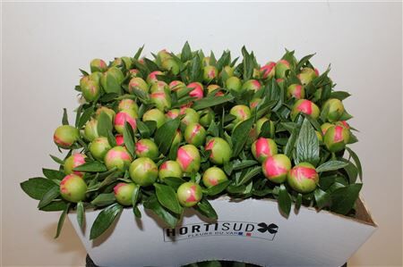 Paeo L Pink Hawaiian Coral