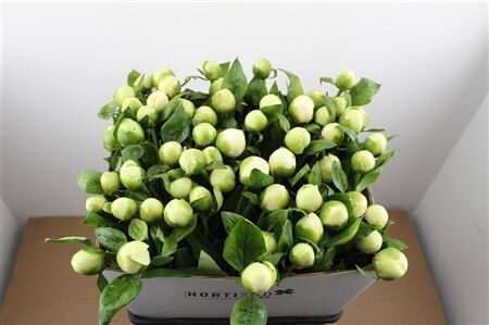 Paeo L Bridal Shower