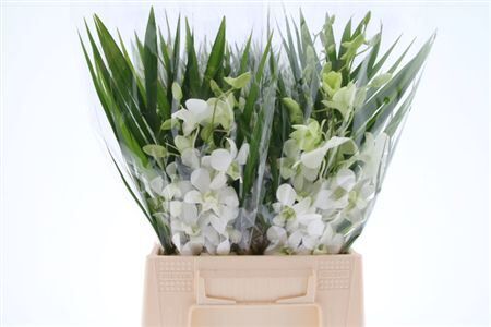 Dendro Bq3 Wit