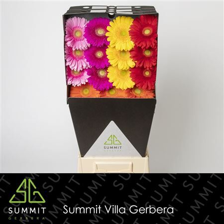 Ge Gr Mixed Green Eye Diamond