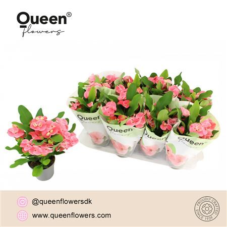 Euphorbia Tiara Charlotte P12 Queen