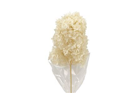 Pres Hydrangea Pani Bleached 20cm Bunch