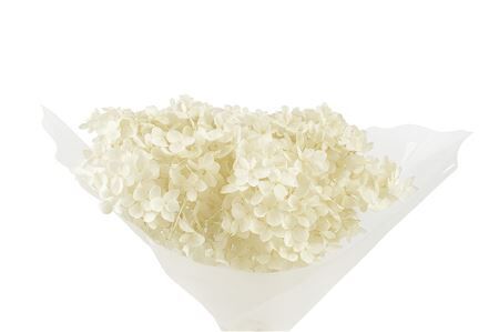 Pres Hydrangea Bleached 25-30cm Bunch