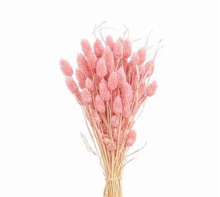 Dried Phalaris Pink 150gr Bunch
