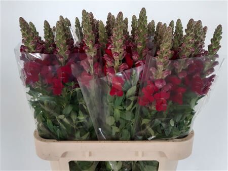 Antir Nl Antibes Red