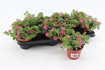 Calibrachoa Rave Pink Striped