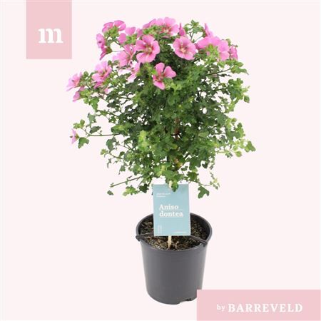 Anisodontea El Princess Stam