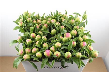 Paeo L Pink Hawaiian Coral