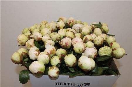 Paeo L Bowl Of Cream