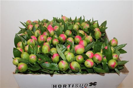 Paeo L Pink Hawaiian Coral