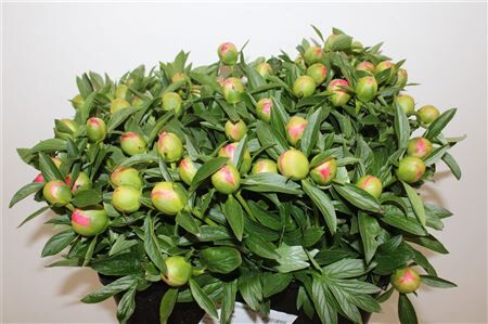 Paeo L Pink Hawaiian Coral