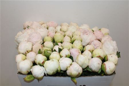 Paeo L Mother Choice