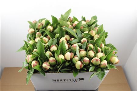 Paeo L Festiva Maxima