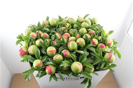 Paeo L Coral Sunset Xl