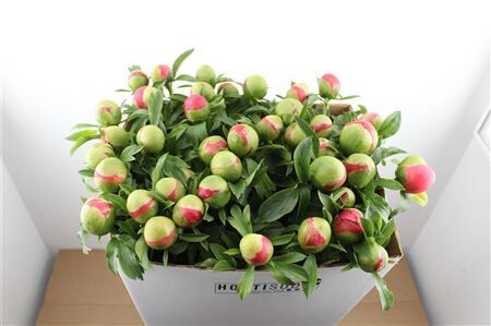 Paeo L Coral Sunset Xl