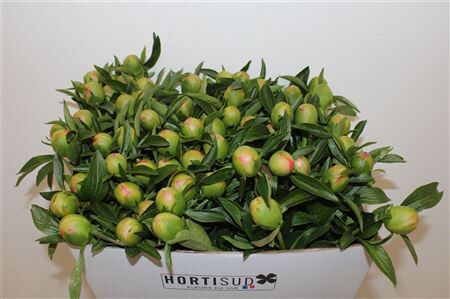 Paeo L Pink Hawaiian Coral