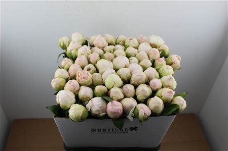 Paeo L Mother Choice