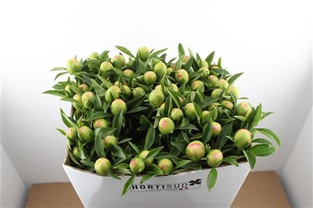 Paeo L Pink Hawaiian Coral