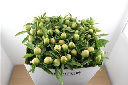 Paeo L Pink Hawaiian Coral