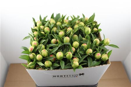 Paeo L Pink Hawaiian Coral