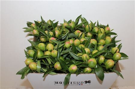 Paeo L Pink Hawaiian Coral