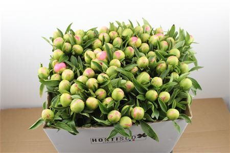 Paeo L Pink Hawaiian Coral