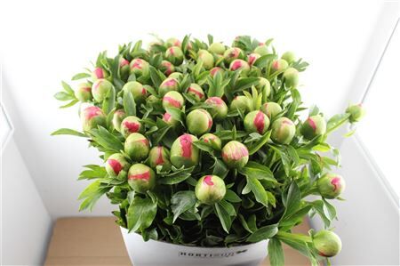 Paeo L Coral Sunset Xl