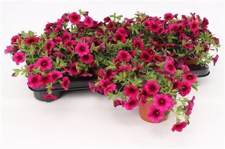 Calibrachoa Purple