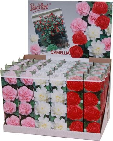 Camellia Jap Gemengd