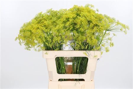Anet Graveolens